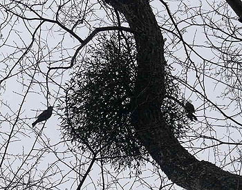 創造性の育成塾 北の国からのエッセイ 都市公園に思わぬ来訪者